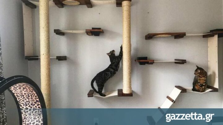 Ένας «παιδότοπος» για γάτες (pics) | Plus: Viral