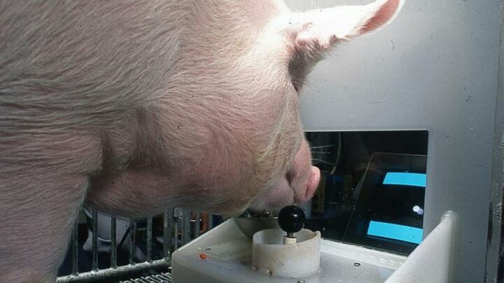 Έξυπνοι χοίροι: Τα γουρούνια μπορούν να παίζουν ηλεκτρονικά παιχνίδια με τη μουσ…